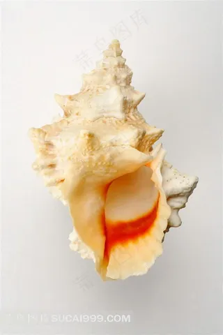 大海的海螺和贝壳摄影