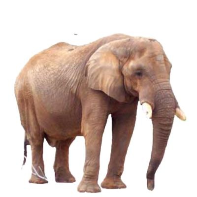 大象 PNG免抠(400x400)