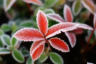 叶子上挂满了白霜摄影图