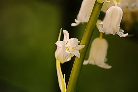 淡雅的白色百合花高清图