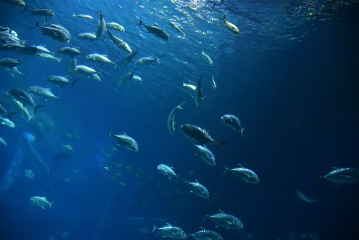 海洋生物图片素材欣赏