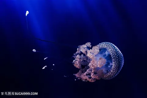 游泳的蓝色水母