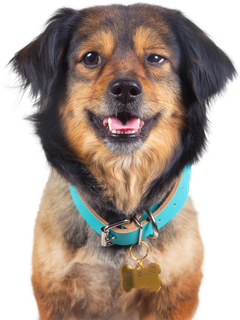 免扣素材实物狗狗摄影