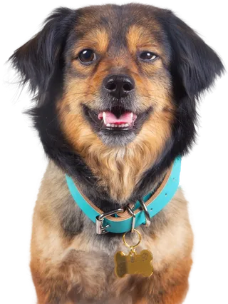 免扣素材实物狗狗摄影