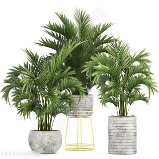 葱郁棕榈树绿植装饰高清图片