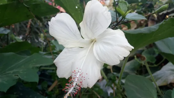 白色木槿花高清图片 白色木槿花高清图片