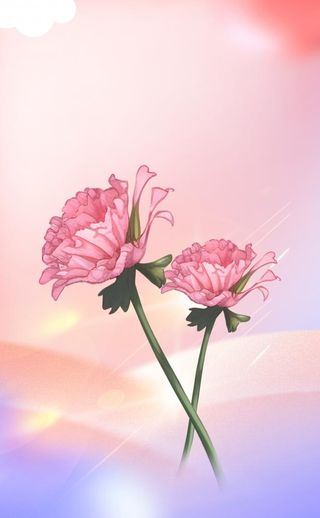 母亲节康乃馨花粉色背景