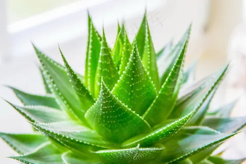 芦荟图片 芦荟图片
