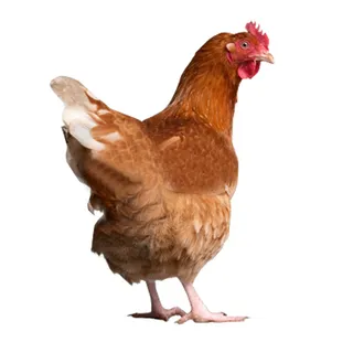 免抠母鸡实物摄影图片