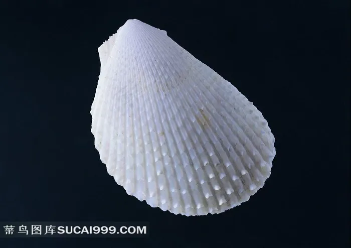海洋贝壳海螺素材图