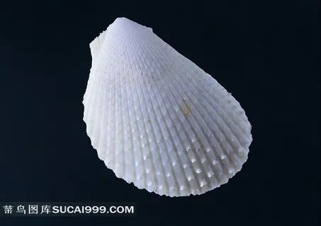 海洋贝壳海螺素材图