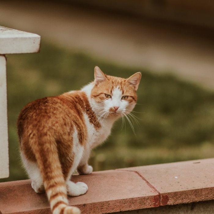 可爱猫咪猫猫摄影素材