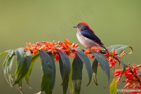 树枝唯美花卉鸟壁纸