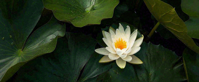夏天荷花池荷叶白荷花睡莲特写，夏至小暑大暑摄影图(1712x704)