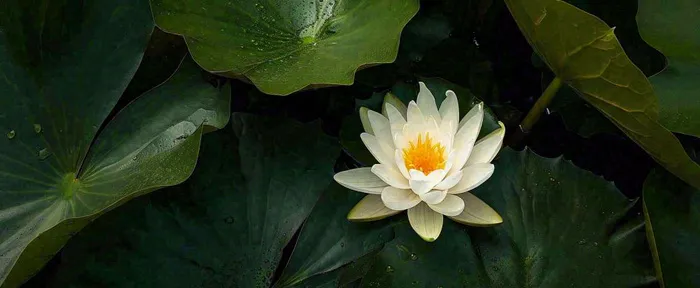 夏天荷花池荷叶白荷花睡莲特写，夏至小暑大暑摄影图(1712x704)