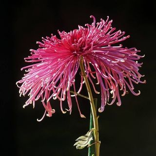 一朵粉红色菊花