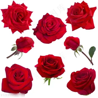 高清红玫瑰花免抠图鲜花图片 高清红玫瑰花免抠图鲜花图片