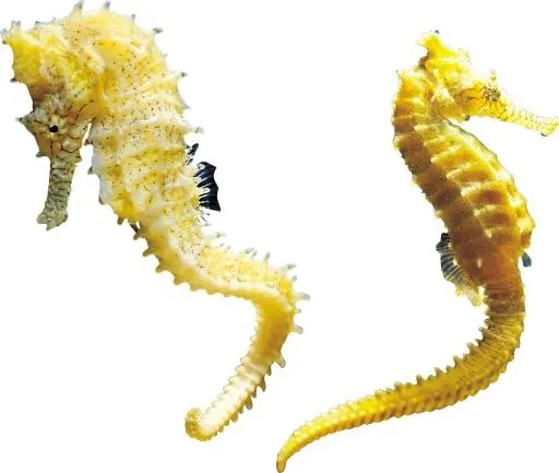 海马 PNG免抠(2789x2363)