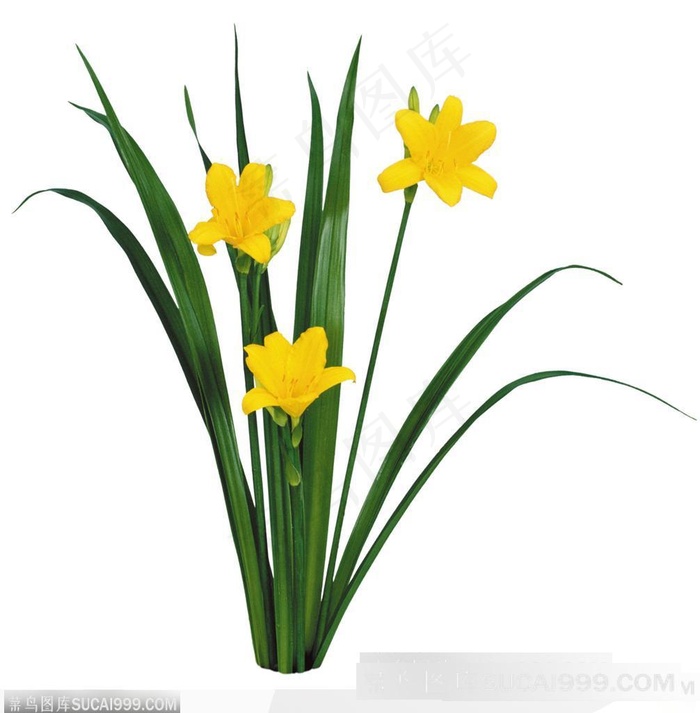 花艺花束-黄色的蝴蝶兰