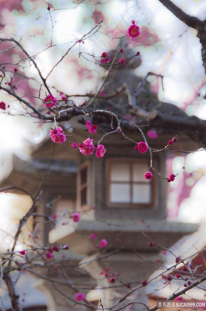 唯美楼阁梅花图片