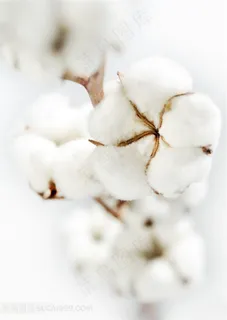 雪白的棉花图片 雪白的棉花图片