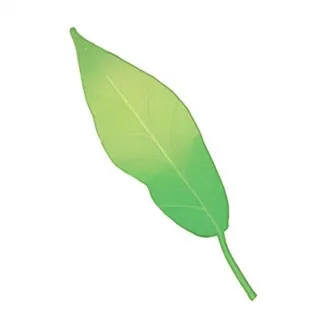 一片绿色叶子png免抠