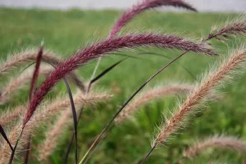 漂亮狗尾巴草图片 漂亮狗尾巴草图片