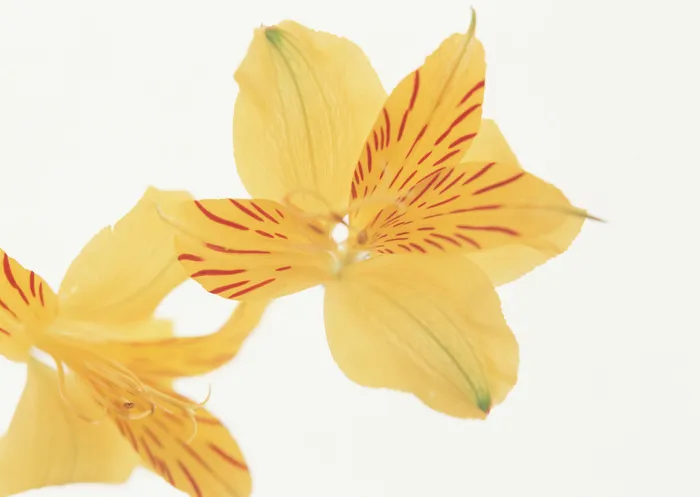 黄花带纹 