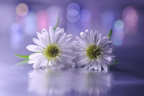 唯美洁白的雏菊鲜花图片 唯美洁白的雏菊鲜花图片