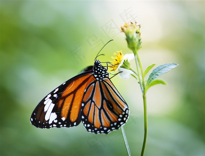 春季春天橙黄色蝴蝶野草野花高清图片