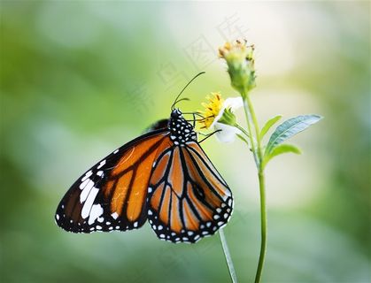 春季春天橙黄色蝴蝶野草野花高清图片