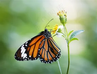 春季春天橙黄色蝴蝶野草野花高清图片