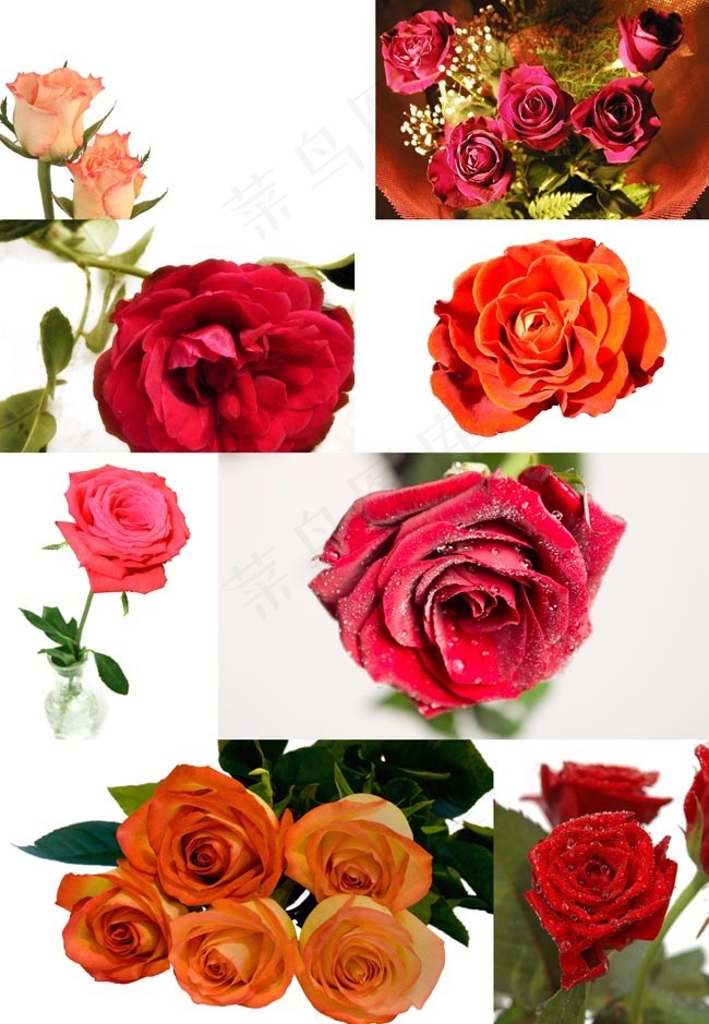 玫瑰花高清图片
