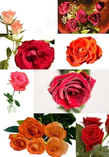 玫瑰花高清图片