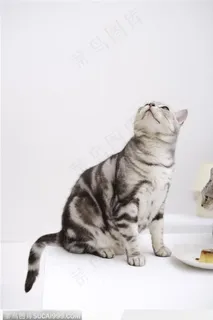 可爱猫咪-鱼缸旁的猫