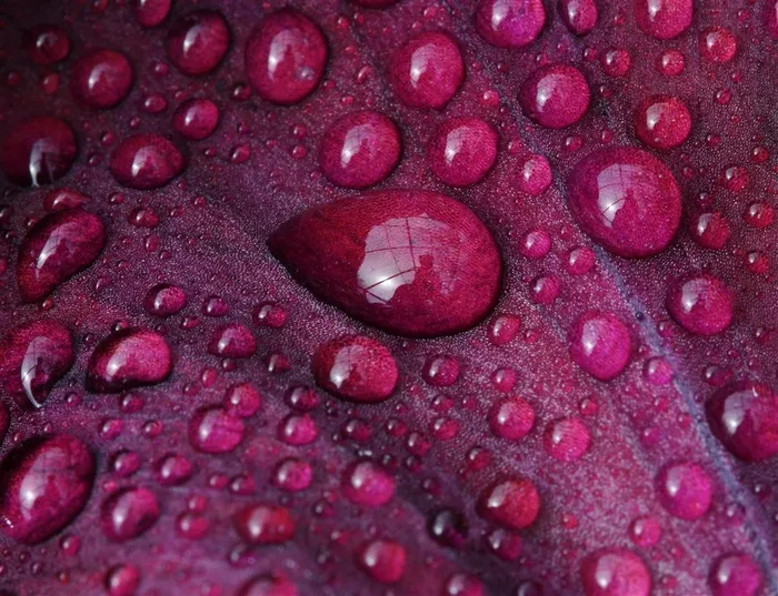 紫色植物上的小水珠高清图片