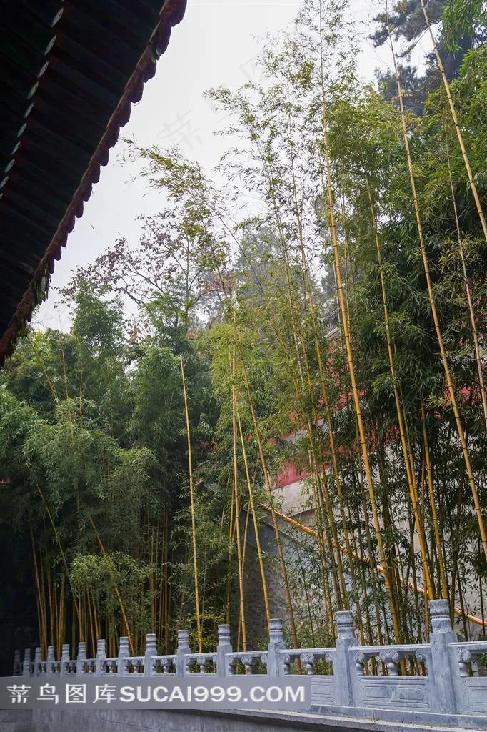 中国建筑园林竹林景观