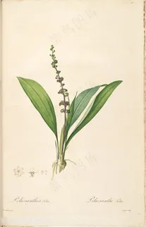 雷杜德原版高清花草绿叶时尚图谱