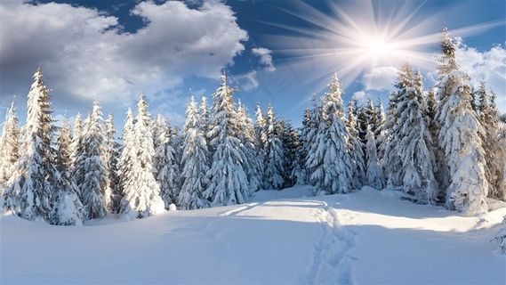 雪天阳光下的杉树林风景图片