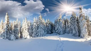 雪天阳光下的杉树林风景图片