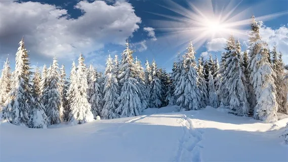 雪天阳光下的杉树林风景图片 雪天阳光下的杉树林风景图片