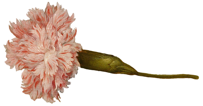 复古油画质感宫廷花卉植物花朵鲜花拼贴图案PNG免抠图片设计素材