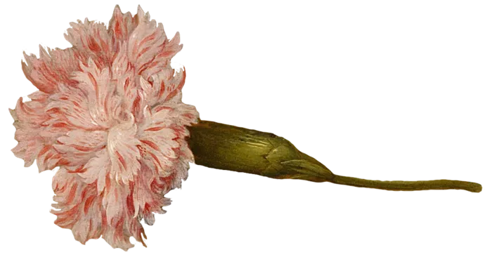 复古油画质感宫廷花卉植物花朵鲜花拼贴图案PNG免抠图片设计素材