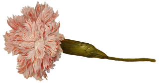 复古油画质感宫廷花卉植物花朵鲜花拼贴图案PNG免抠图片设计素材