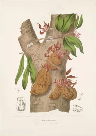 古图书植物果实树干大树插画