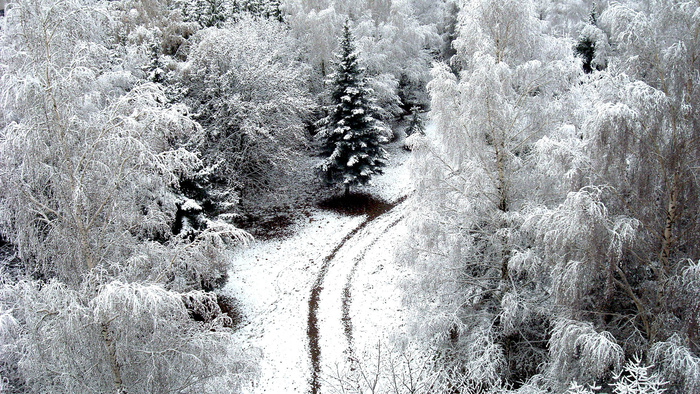 唯美高清树林雪景