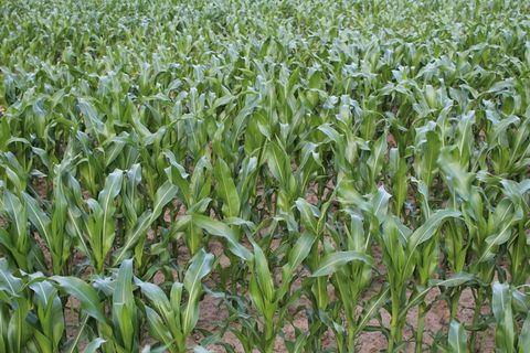 晚安带英文字样图片