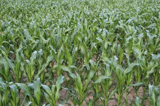 晚安带英文字样图片