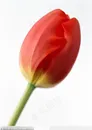 花的彩绘-斜放的郁金香