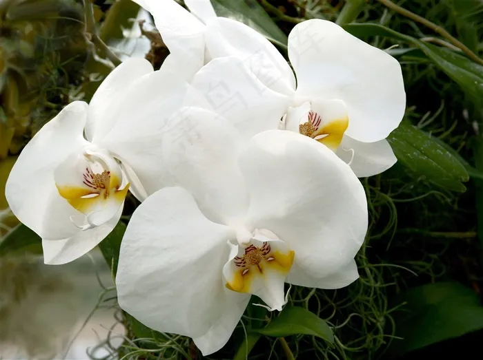 白色蝴蝶兰纯净特写